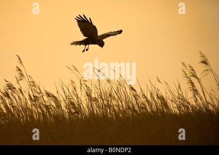 Rohrweihe Circus Aeruginosus männlichen im Flug jagen über Schilfbeetes am frühen Morgen, Norfolk Stockfoto