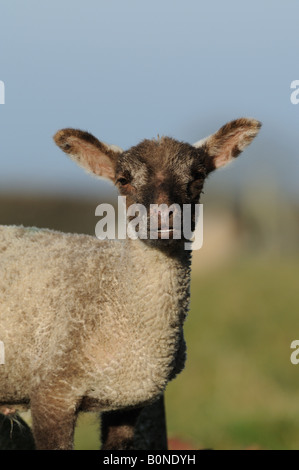 Junge süße Frühlingslämmer in der frühen Morgenlandschaft Englands Stockfoto