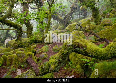 Die großartige und geheimnisvolle Wistmans Holz Nature Reserve in Dartmoor National Park Devon England Stockfoto