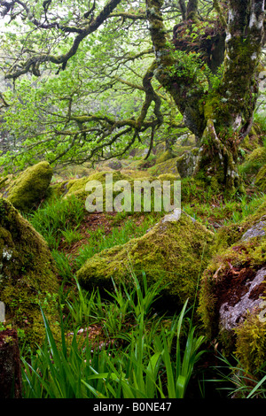 Die großartige und geheimnisvolle Wistmans Holz Nature Reserve in Dartmoor National Park Devon England Stockfoto