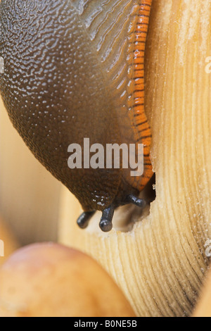 Slug Pilz essen Stockfoto