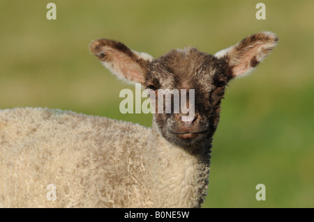 Junge süße Frühlingslämmer in der frühen Morgenlandschaft Englands Stockfoto