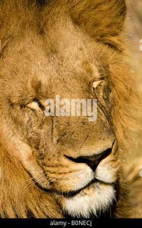 Close-up Portrait lion Gesicht, Nase, Mund, Augen geschlossen, großen männlichen Afrikanischen Löwen schlafen Sitzen - bis Sonnen Okavango Delta in Botswana Stockfoto