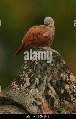 Rotzige Ground-Dove, Columbina talpacoti, schlafend auf einem Dach in Panama City, Republik Panama. Stockfoto