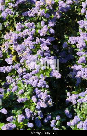 Dichten hellblauen Blumen ein Ceanothus Strauch in voller Blüte in eine West Sussex Garten England-Großbritannien Stockfoto