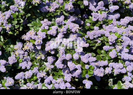 Dichten hellblauen Blumen ein Ceanothus Strauch in voller Blüte in eine West Sussex Garten England-Großbritannien Stockfoto