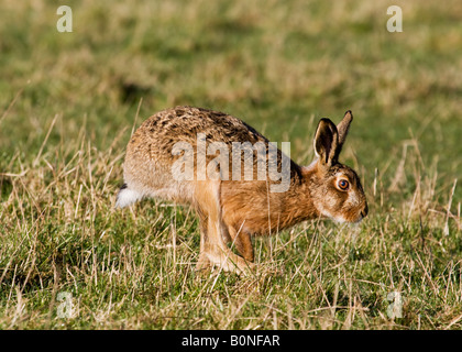 Feldhase ausgeführt Stockfoto