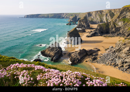 Wildblumen wachsen auf der Prachtnelke, mit Blick auf Bedruthan Schritte North Cornwall England Stockfoto