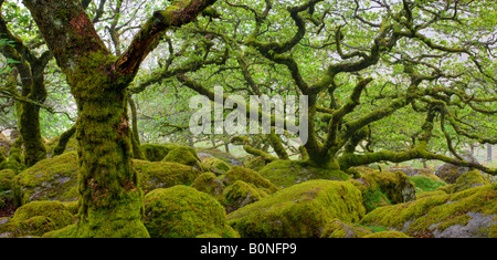 Die großartige und geheimnisvolle Wistmans Holz Nature Reserve in Dartmoor National Park Devon England Stockfoto