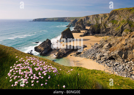 Wildlfowers wachsen auf der Prachtnelke, mit Blick auf Bedruthan Schritte North Cornwall England Stockfoto