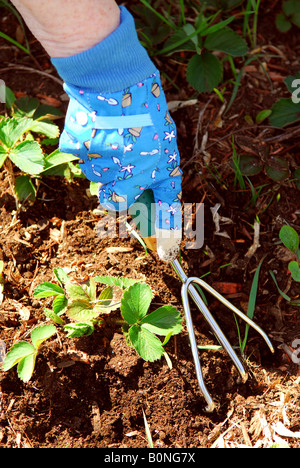 Closeup auf ältere Frau s Hand arbeiten die Erde Aroung Erdbeeren Pflanzen Stockfoto