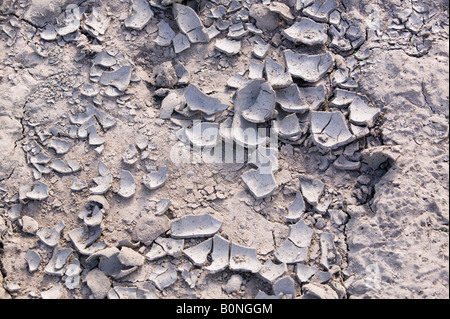 Boden, die ausgetrocknet und in einem Bauern Feld in Lincolnshire aufgrund der Trockenheit rissig Stockfoto