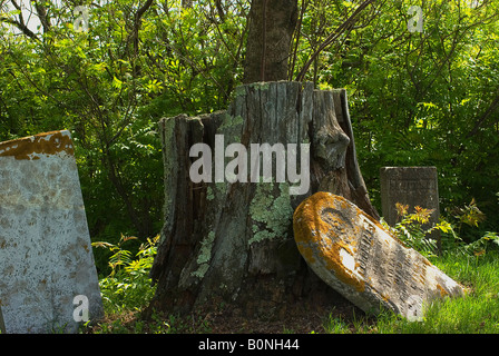 Beschädigte und abgenutzte Grabsteine im alten New England Friedhof rund um einen großen Baumstumpf mit Sonnenlicht glitzert durch die Bäume Stockfoto
