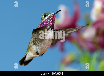 Calliope Kolibri (Stellula Calliope) Kalliope (Französisch) Chupamirto Rafaguitas, geschrieben Gorgirrayado (Spanisch) Stockfoto