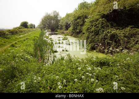 UK England Lincolnshire Muston verlandet Abschnitt von Grantham Kanal Stockfoto