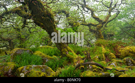 Die großartige und geheimnisvolle Wistmans Holz Nature Reserve in Dartmoor National Park Devon England Stockfoto