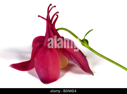 Akelei Spring Magic (Columbine) Stockfoto