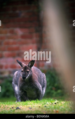 EIN WALLABY WEIDEN IM GARTEN VON EINEM COTSWOLD-ANWESEN Stockfoto