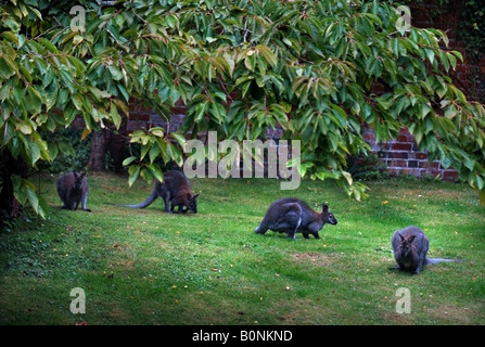 WALLABYS WEIDEN IM GARTEN VON EINEM COTSWOLD-ANWESEN Stockfoto