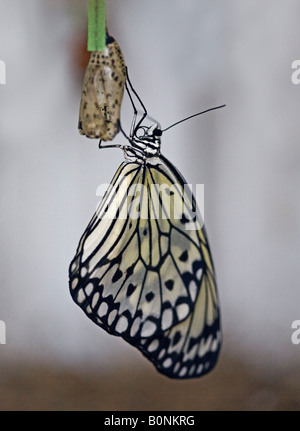 Reispapier Schmetterling (Idee Leuconoe) und Cocoon (auch bekannt als Papier Kite oder Baum Nymphe Schmetterling) Stockfoto