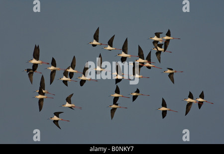 Schwarz geflügelte Stelzen Himantopus Himantopus Herde im Flug Rio Formosa Nature Reserve Algarve Portugal März 2008 Stockfoto