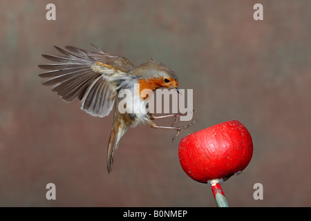 Robin Erithacus Rubecula im Flug Potton Bedfordshire Stockfoto