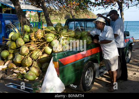 Frische junge Kokosnüsse für den Verkauf von einem Pick up Truck für Kokos-Gelee und erfrischendes Kokoswasser in St. Lucia. Stockfoto