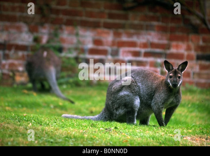 WALLABYS WEIDEN IM GARTEN VON EINEM COTSWOLD-ANWESEN Stockfoto