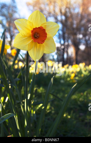 Narzissen blühen im Frühling in Hagley Park, Christchurch, Neuseeland Stockfoto