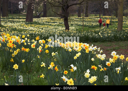Menschen genießen Sie einen Spaziergang durch Anpflanzungen von Daffodills im Frühjahr in Hagley Park, Christchurch, Neuseeland Stockfoto