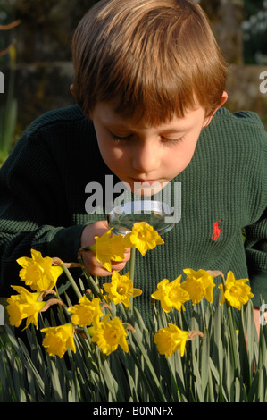 Kleiner Junge Examing Narzissen mit einer Lupe im Wald Mönch Haven Pembrokeshire Wales UK Europe Stockfoto