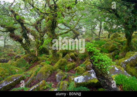 Die großartige und geheimnisvolle Wistmans Holz Nature Reserve in Dartmoor National Park Devon England Stockfoto