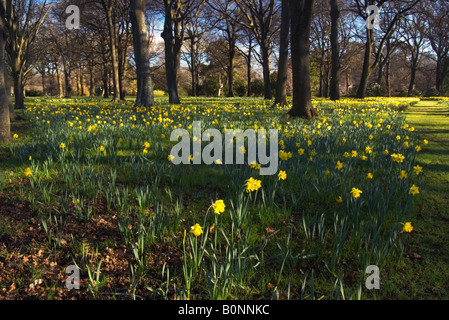 Frühling-Narzissen in Hagley Park, Christchurch, Neuseeland Stockfoto