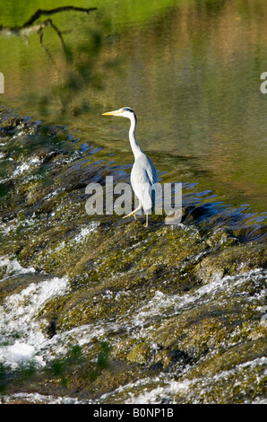 Ein Graureiher am Ufer des Grasmere im Vereinigten Königreich Seenplatte Stockfoto