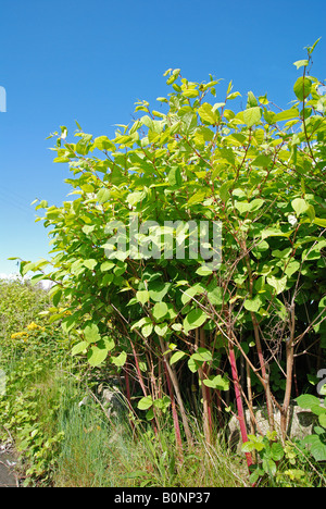 Japanischer Staudenknöterich eine invasive und blühenden Superweed Übernahme am Straßenrand in Somerset, england Stockfoto