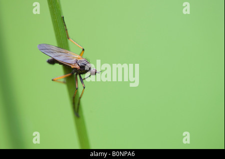 Empis Livida. Tanz-Fliege / Empid fliegen auf einem Rasen-Stiel Stockfoto