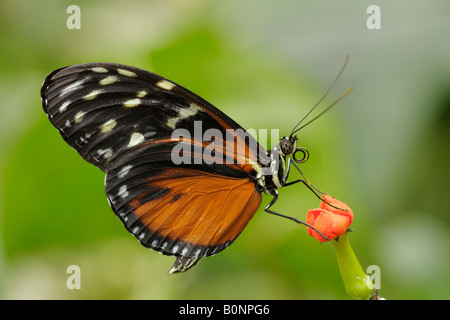 Goldene Helicon Schmetterling Blume Hinweis Captive Thema Fütterung Stockfoto