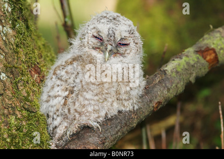 Verschlafene Waldkauz Küken Strix aluco Stockfoto