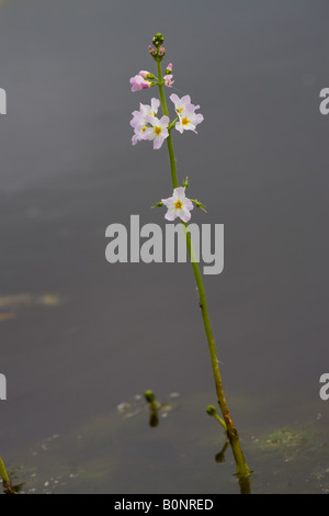 Wasser violett Hottonia Palustris Pflanzenzucht im Wasser in Blume @ sieben Bögen Carr Stockfoto