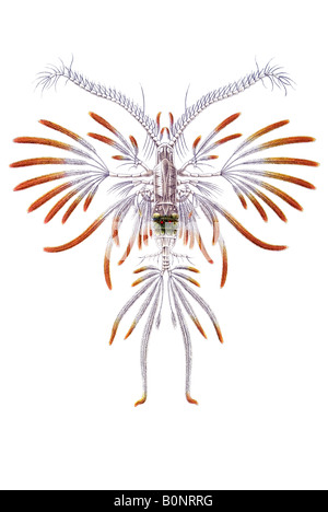 Copepoda Ruderkrebse Name Calanus Pavo Haeckels Kunstformen der Natur Jugendstil 20th Century Europe Stockfoto