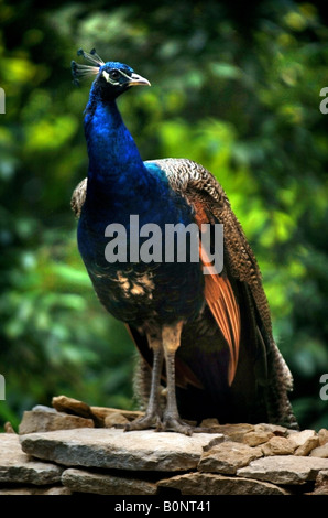 EIN PFAU SITZT AUF EINEM COTSWOLD STEIN TROCKEN WAND AN EINEN ENGLISCHEN COUNTRY HOUSE UK Stockfoto