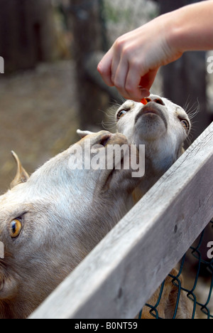 Ein Kind füttern Ziegen im Streichelzoo Stockfoto