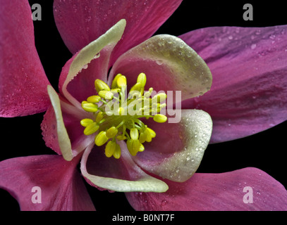 Akelei Spring Magic (Columbine) Stockfoto