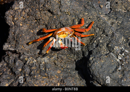 Sally Lightfoot Krabben - Grapsus Grapsus-auf Floreana Insel der Galapagos-Inseln vor der Küste von Ecuador Stockfoto