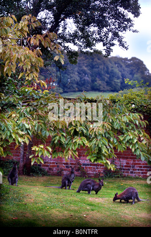 WALLABYS WEIDEN IM GARTEN VON EINEM COTSWOLD-ANWESEN Stockfoto