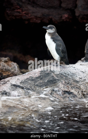 Galápagos-Pinguin - Spheniscus Mendiculus - auf Fernandina Insel der Galapagos-Inseln vor der Küste von Ecuador Stockfoto