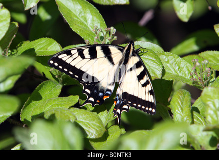 Ein gelber Schwalbenschwanz Schmetterling ruht auf einige Blätter. Stockfoto