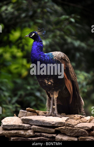 EIN PFAU SITZT AUF EINEM COTSWOLD STEIN TROCKEN WAND AN EINEN ENGLISCHEN COUNTRY HOUSE UK Stockfoto
