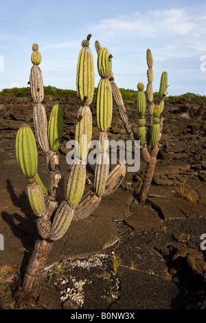 Kandelaber-Kaktus - Jasminocereus Thouarsii - wächst auf einem Lavafeld auf Isabela Insel der Galapagos Inseln - Ecuador Stockfoto