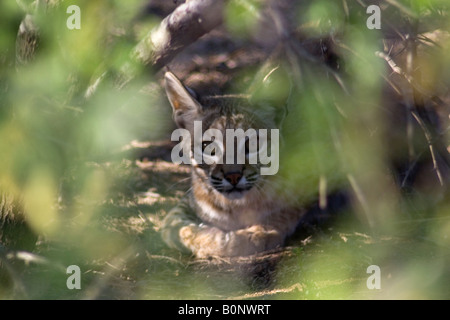 Rotluchs (Lynx Rufus) in den wilden, Arizona, USA Stockfoto